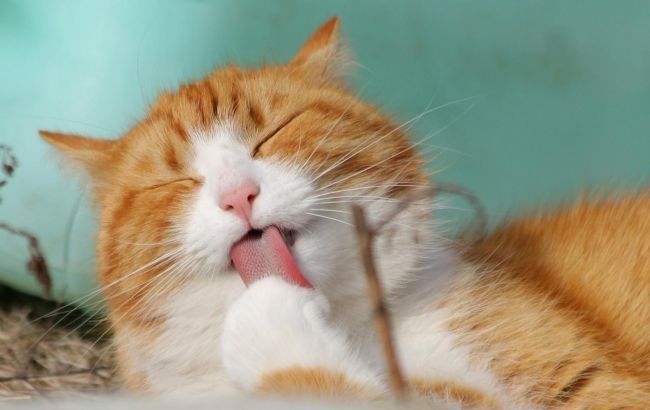 Как кот может предсказать вашу судьбу: 5 примет, которые важно знать